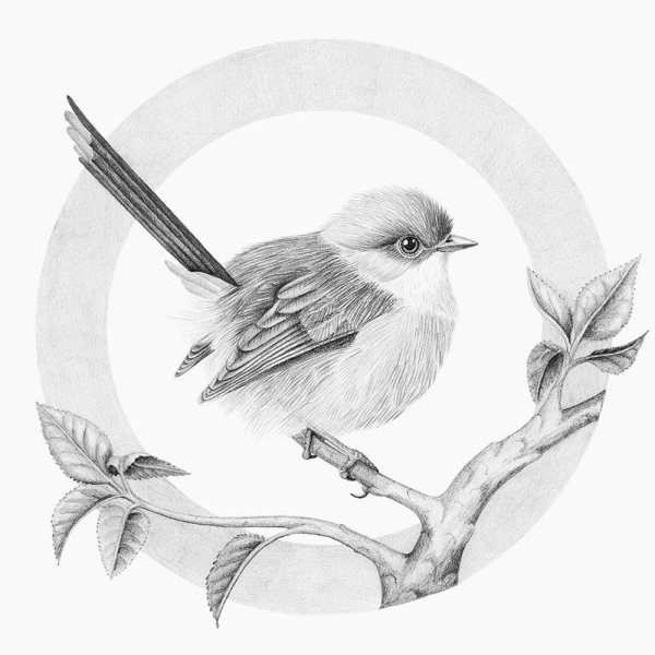 Птичка рисунок карандашом