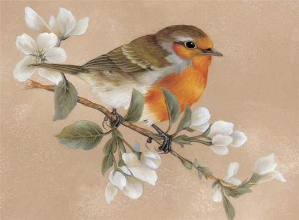 Птица иллюстрация