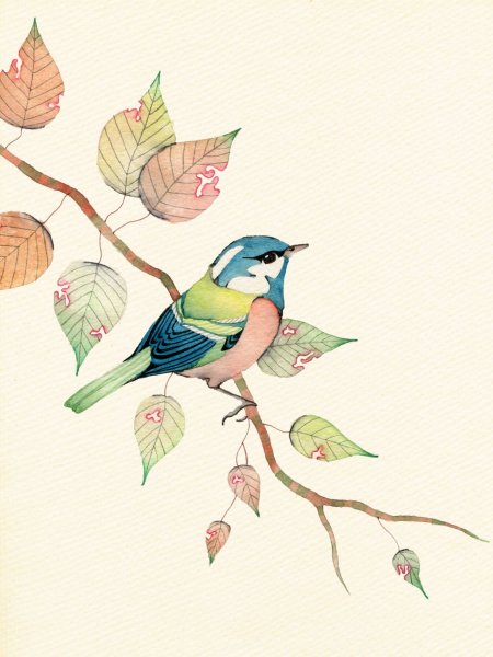 Птицы. Раскраска