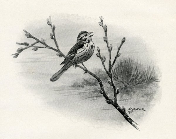 Графический рисунок синицы