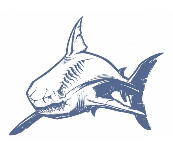 Тату акула эскиз