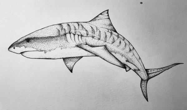 Акула рисунок