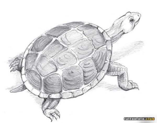 Черепашка на аву