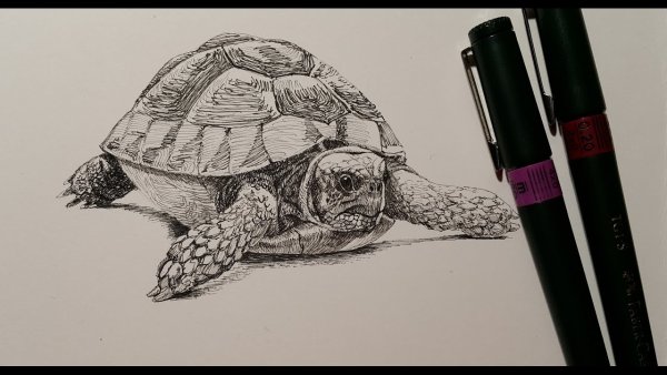 Черепаха рисунок