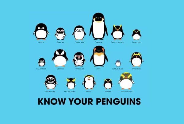 Пингвин йог