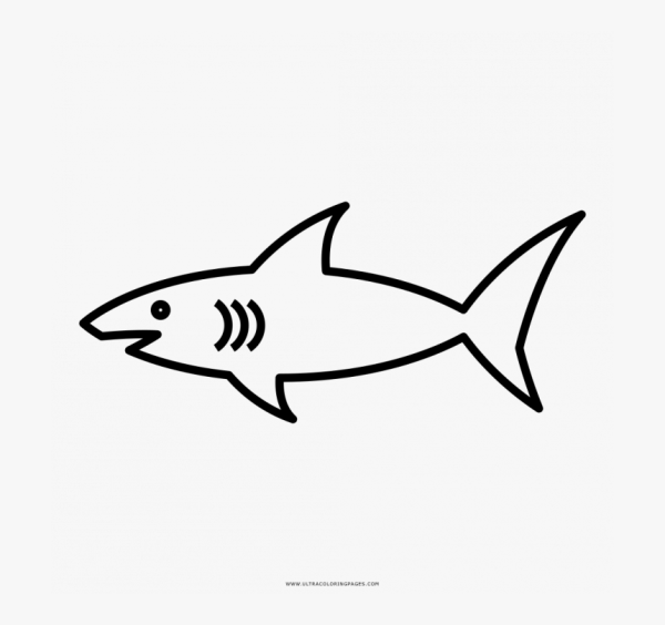 Акула контур