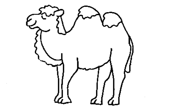 Верблюд рисунок