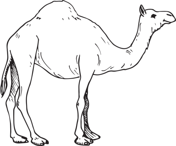 Верблюд контур