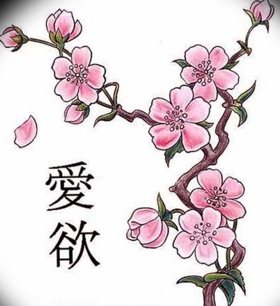 Сакура эскиз