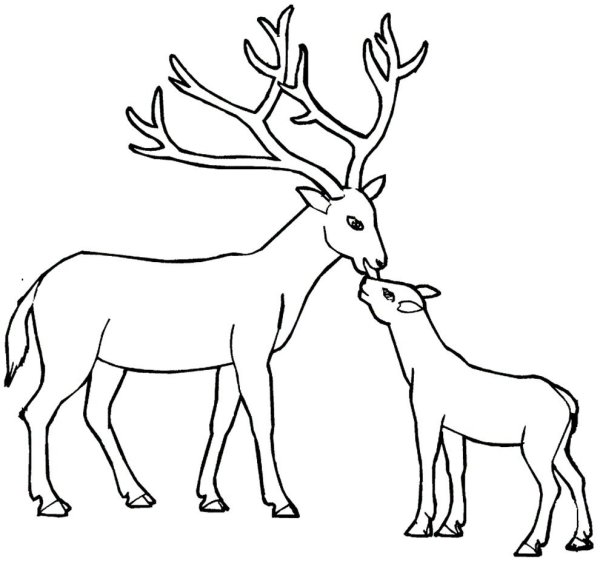 Поэтапное рисование оленя