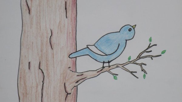 Маленькая птичка на дереве рисунок