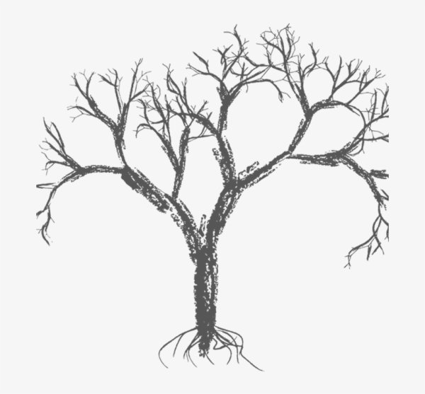 Деревлс корнем без листьев