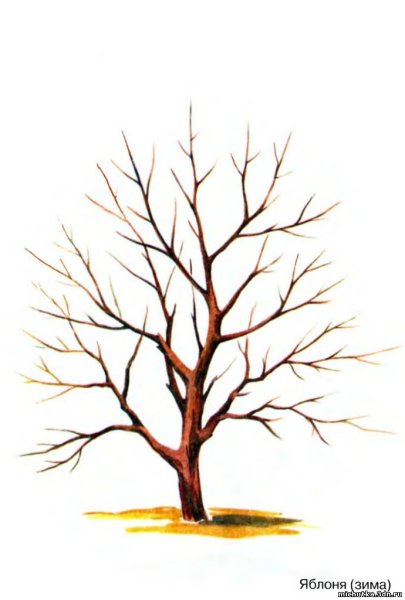 Нарисовать дерево карандашом