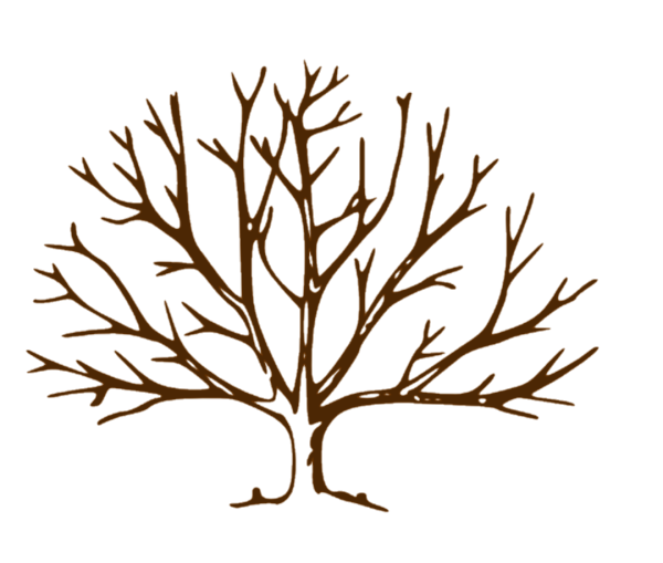 Ствол дерева без листьев