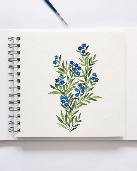 Зарисовки травянистых растений