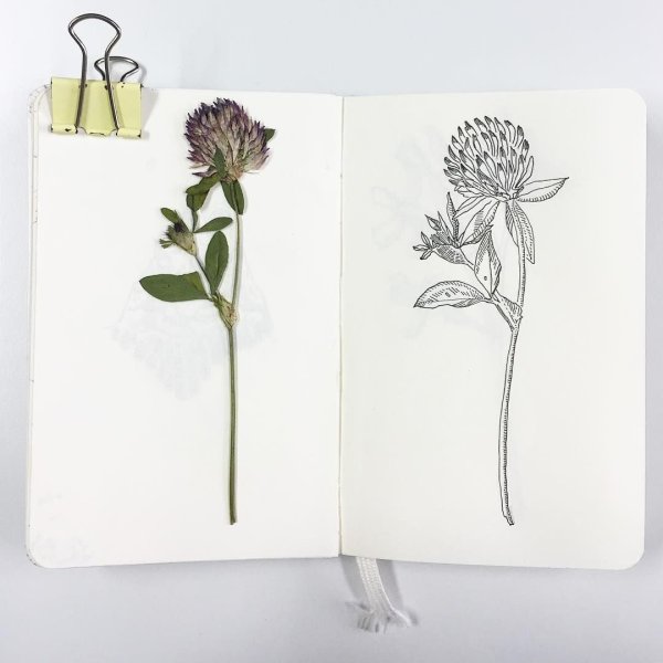 Рисунки чёрной ручкой