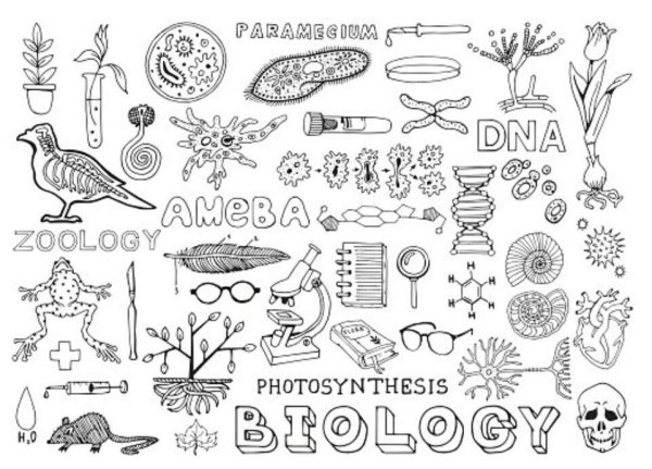 Рисунки для конспектов по биологии маленькие