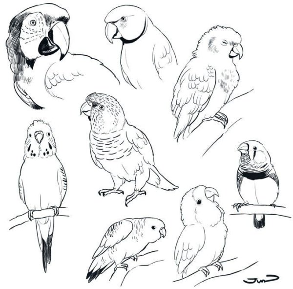 Попугай контур