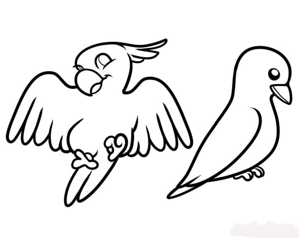 Раскраски попугайчики милые