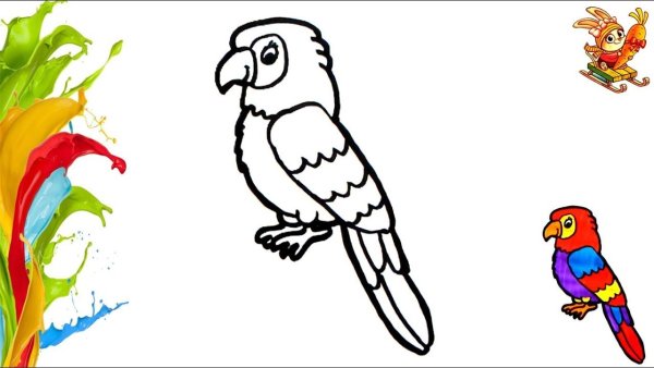 Попугай для рисования