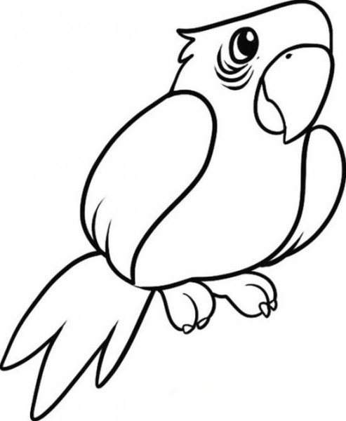 Попугай раскраска легкая