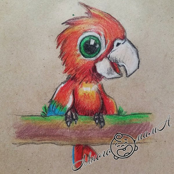 Раскраска попугай