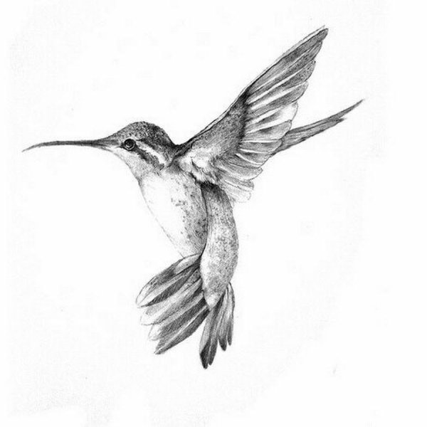 Колибри эскиз
