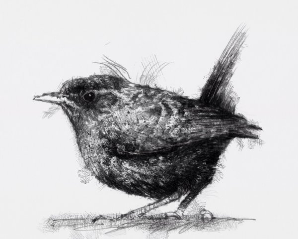 Штриховка птицы