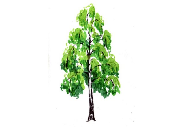 Береза для детей