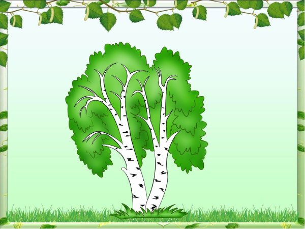 Берёза для срисовки