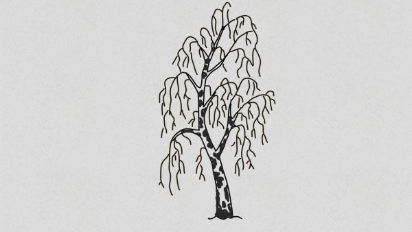 Берёза поэтапное рисование