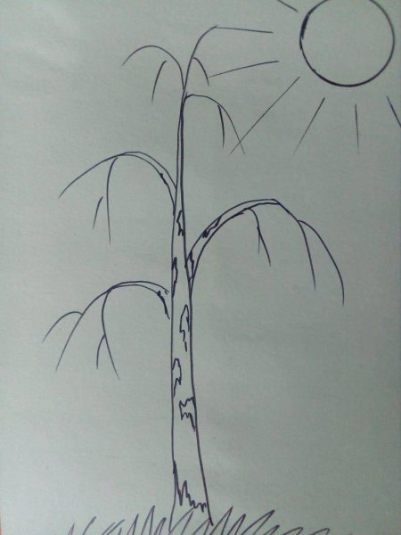 Берёзы, осины, Ива и Тополь