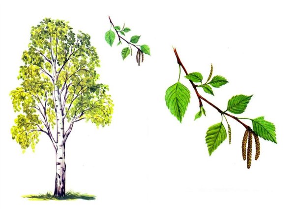 Дерево береза раскраска