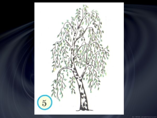 Береза рисунок