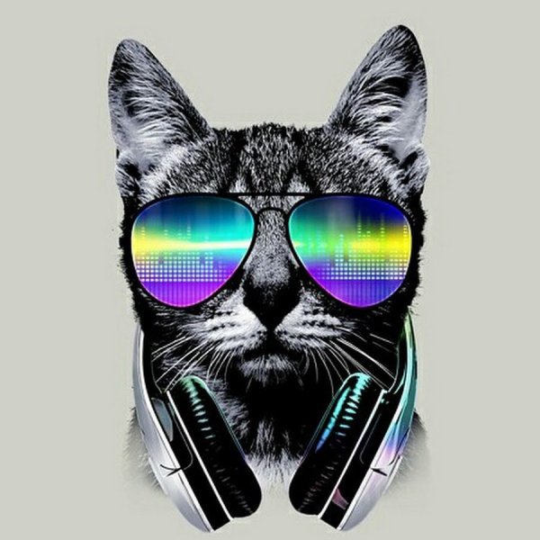 Кот в очках