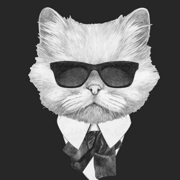 Кот в очках арт