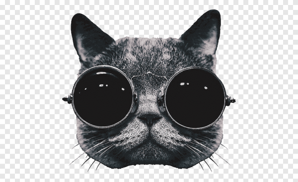 Кот в очках на прозрачном фоне