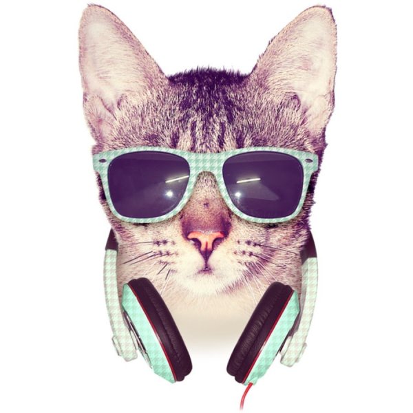 Стильный кот в очках