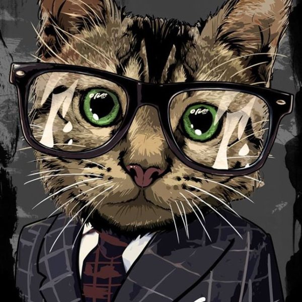 Кот в очках