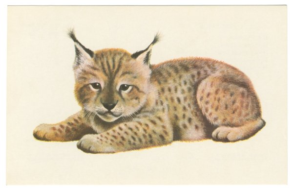 Рысь цветными карандашами