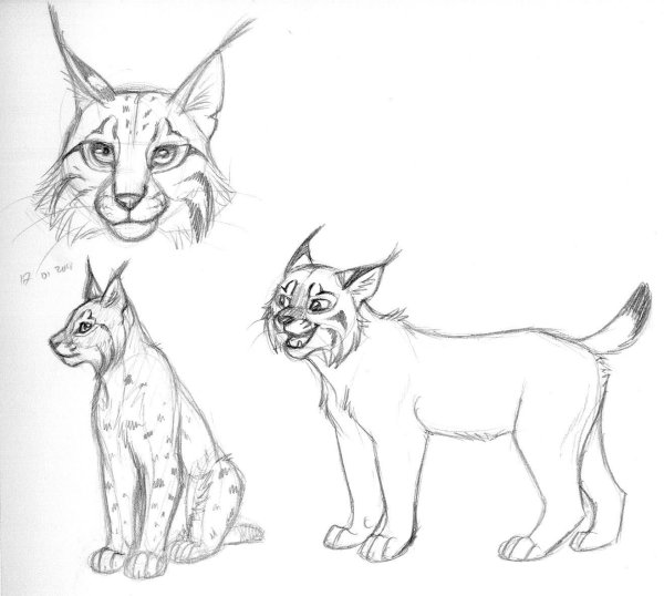 Референс рыси WILDCRAFT