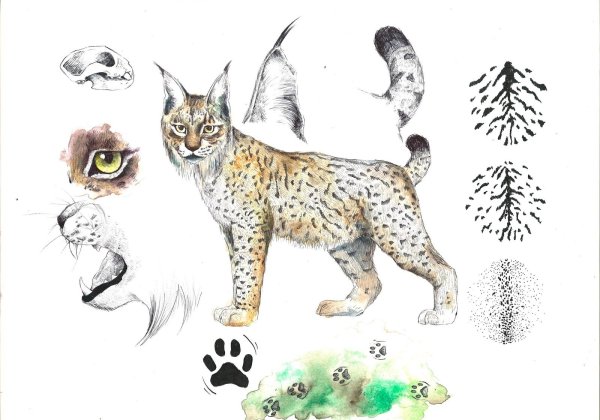 Рисуем Рысь с детьми