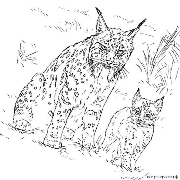 Рысь рисунок