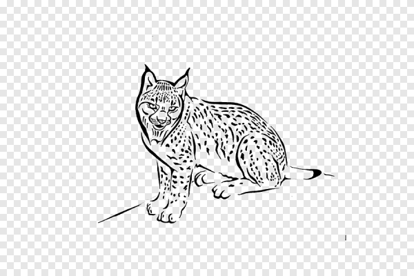 Рысь контур черно белый