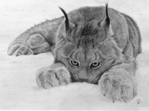 Рысь рисунок
