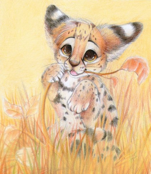 Рысь арты милые