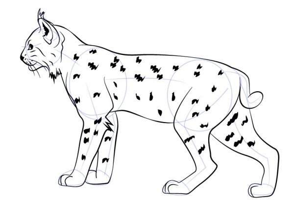 Рысь рисунок