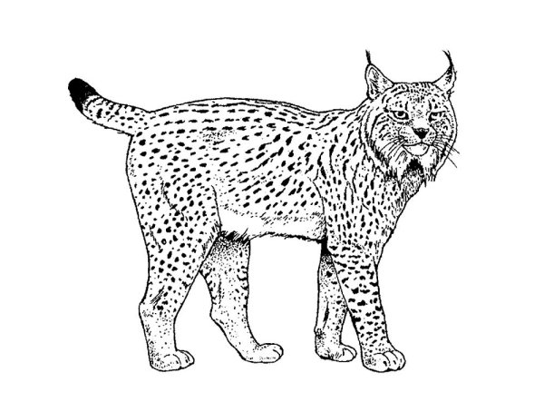 Рысь раскраска для малышей