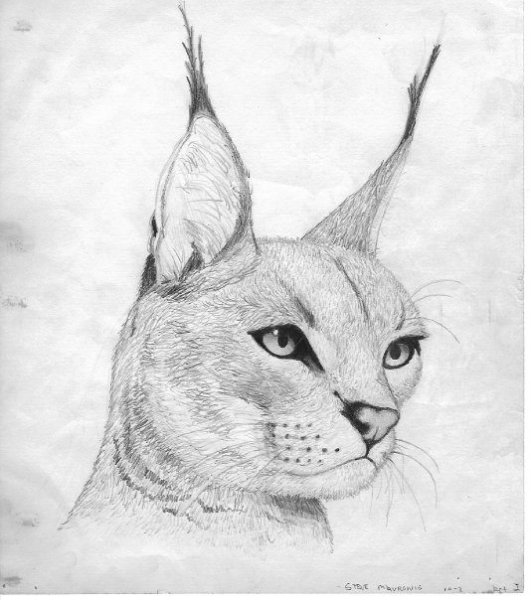 Рисунок Рыся