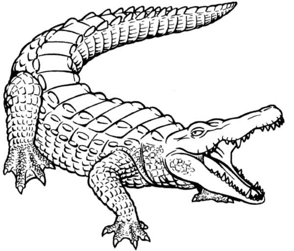 Крокодил разукрашка для детей